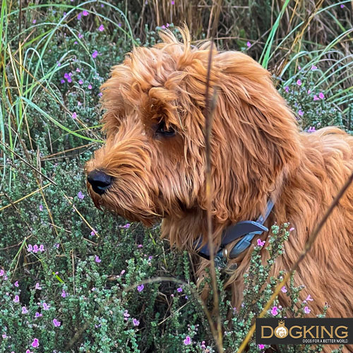 Perro olfateando las flores