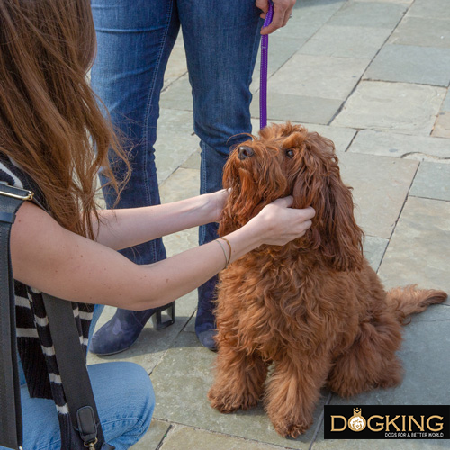 Australian Cobberdog socializando con personas