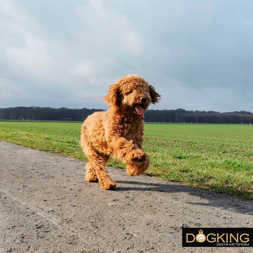 Perro divirtiéndose cuando corre