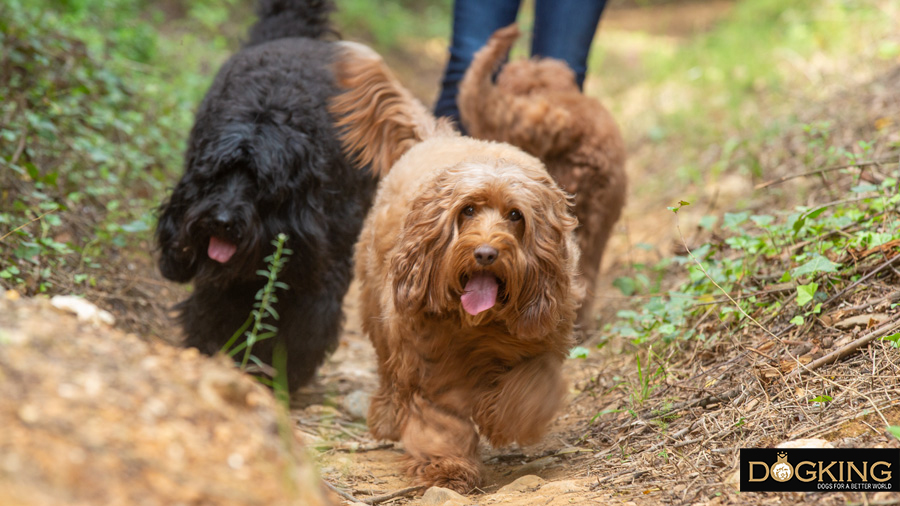 Perros paseando juntos y con su dueño