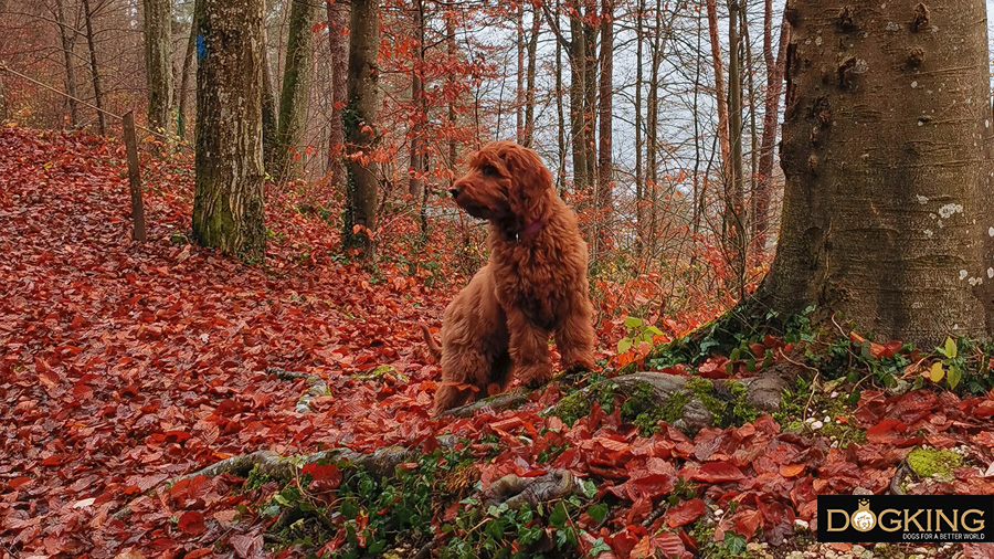 Perro solo en un bosque