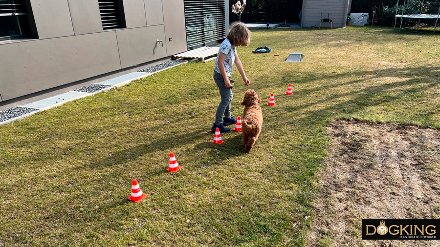 Niño adiestrando a su perro y jugando con el