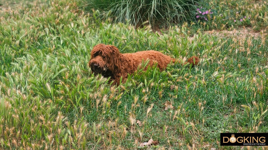 Dog surrounded by ears of corn