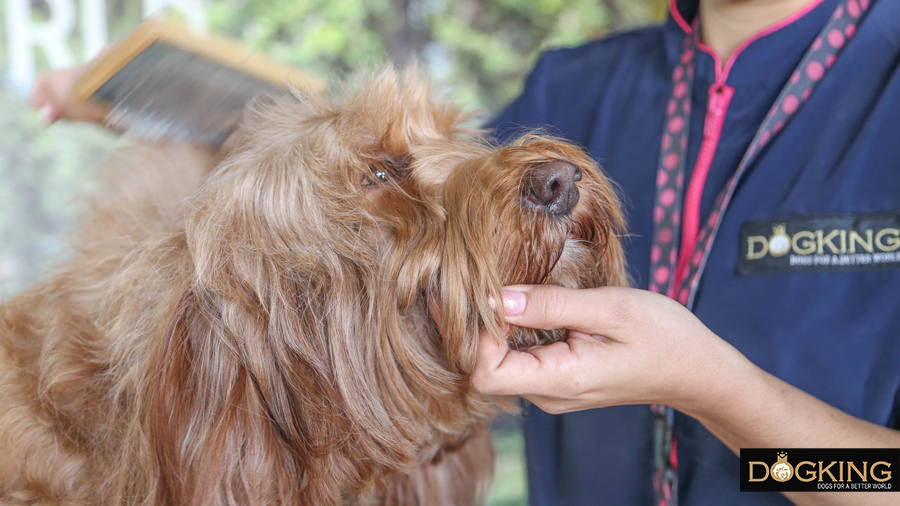 Dog being groomed by a hairdresser after a walk.