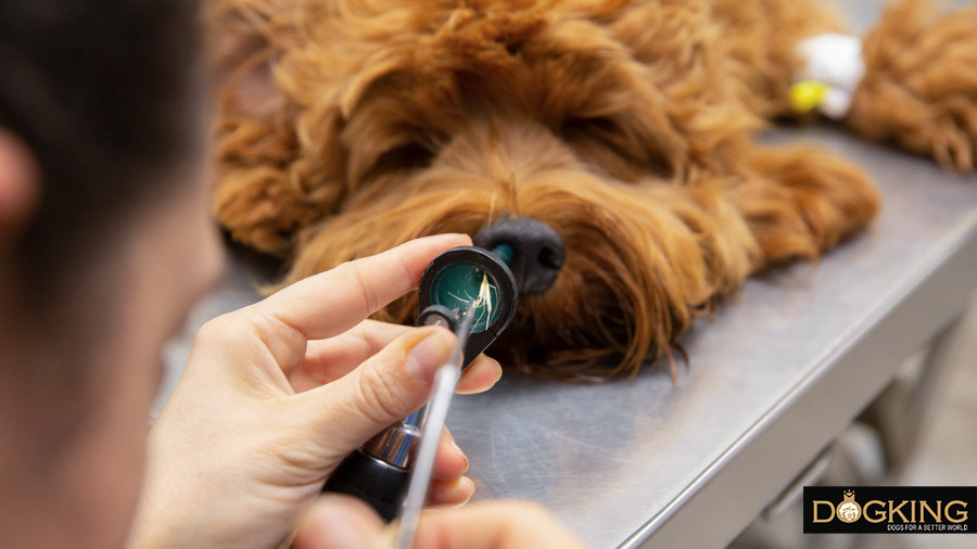 Veterinary surgeon removing a spike from a dog's nose