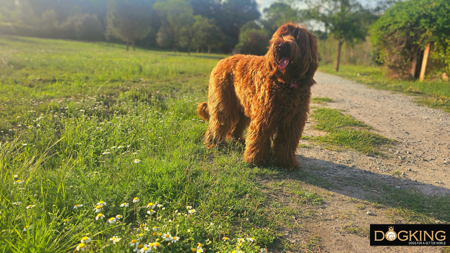 Dog walking freely without danger of spikes