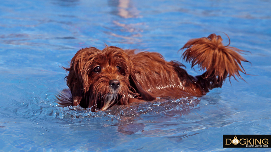 Perro bañando tranquilamente en la piscina 