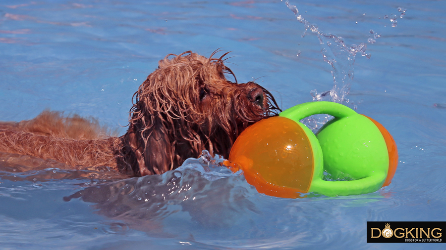 perro con su juguete en la piscina 