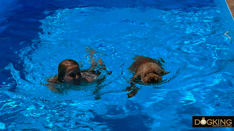 Dog bathing with his owner in the pool