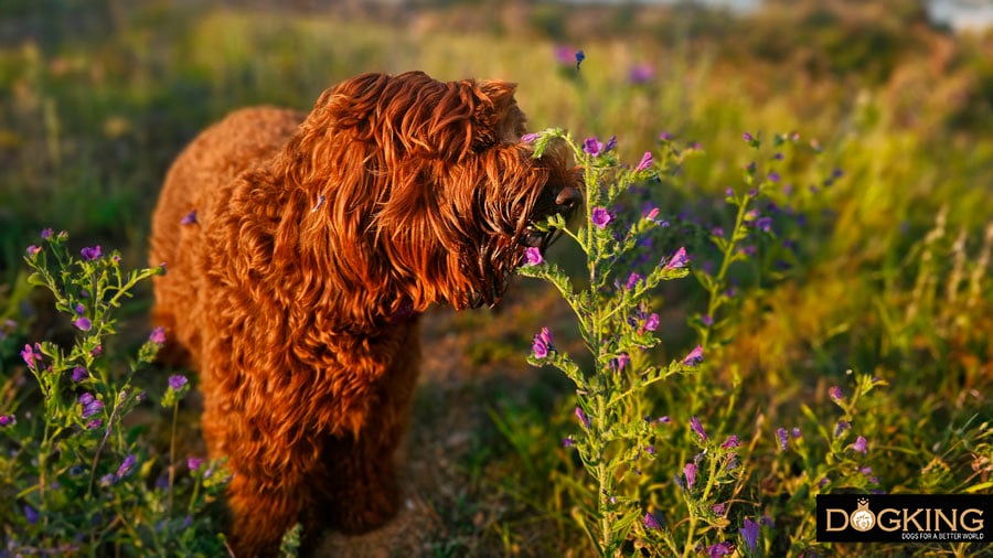 Australian cobberdog about to eat plants