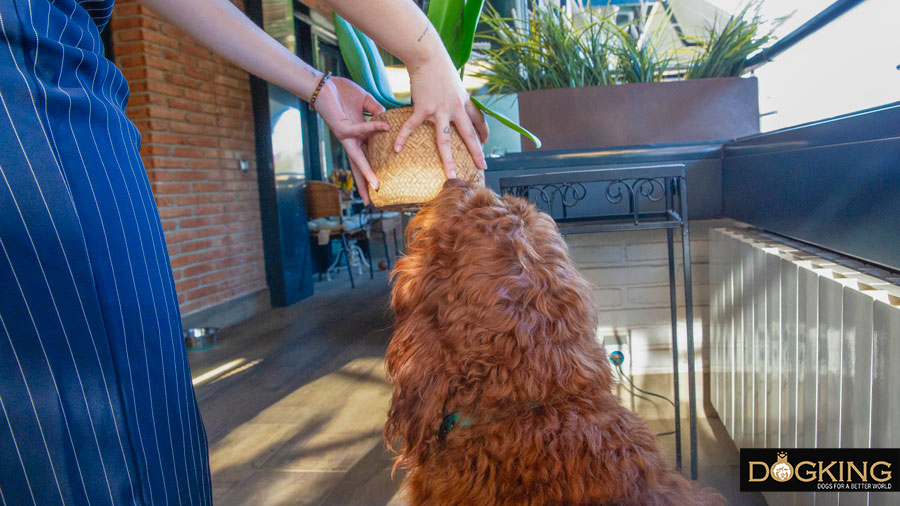 Person moving plants away from his dog