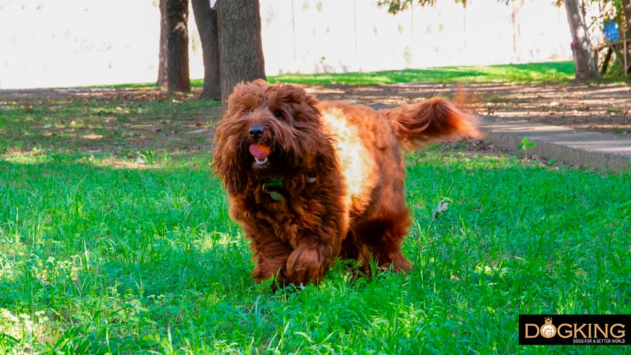 Dog playing with the ball