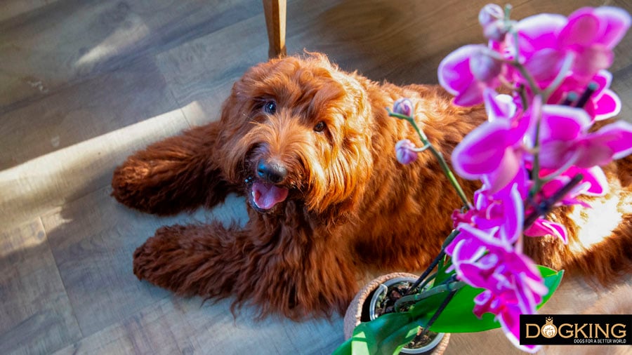 Dog next to plants without biting them