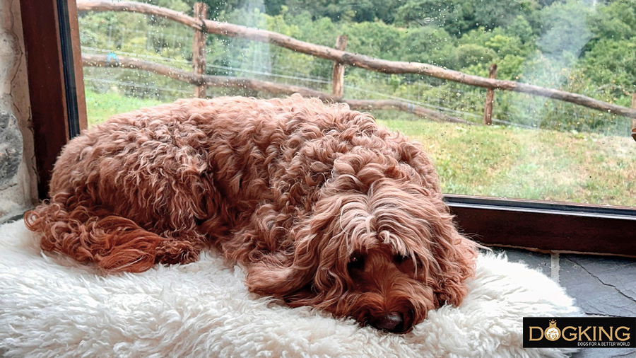 Dog lying on a bed 