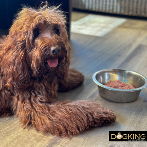 Dog not wanting to eat