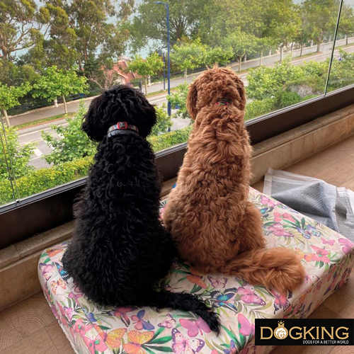 Perros en casa de un cuidador temporal