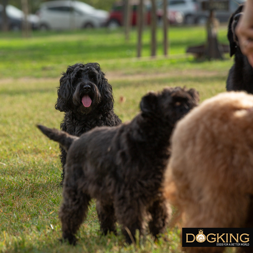 Dog sharing with other dogs in kennels