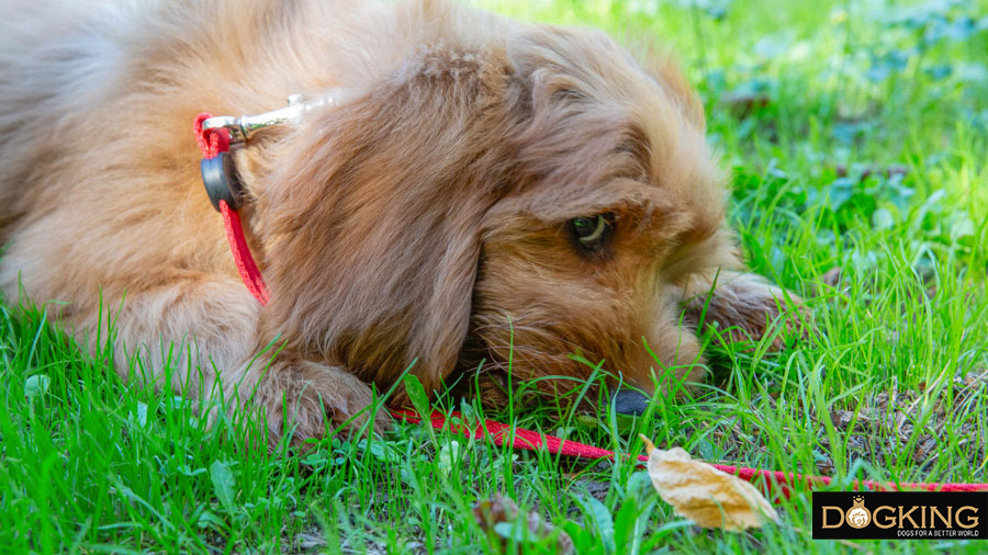 Dog picking up things from the floor