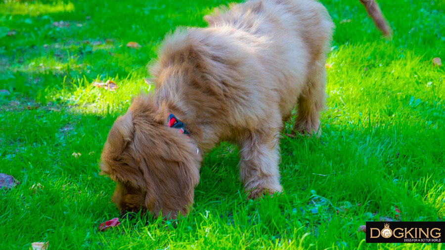 Dog catching everything he sees on the ground