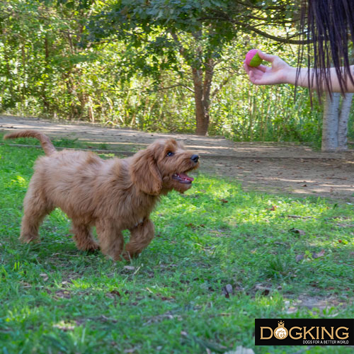 Teaching your dog the loose signal