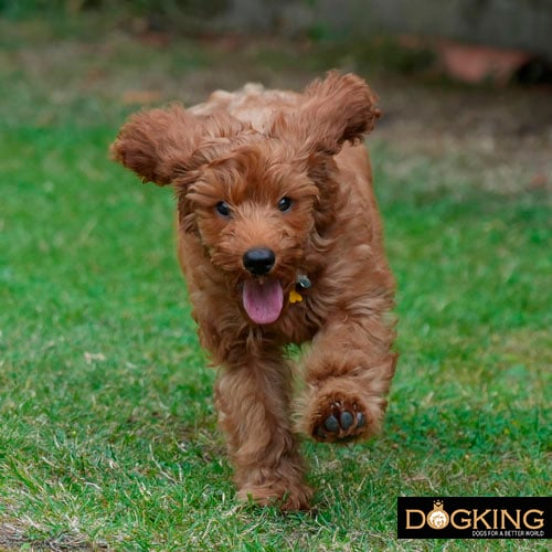 Dog running very happy 