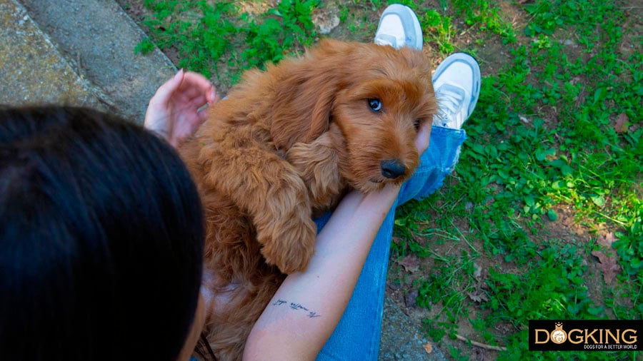 Person cuddling puppy in arms