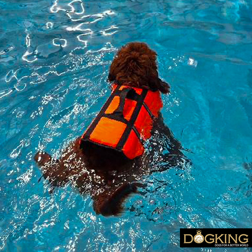 Perro nadando en pisana de humanos