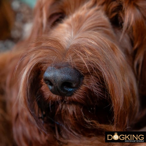 Imagen de la nariz de un labradoodle 