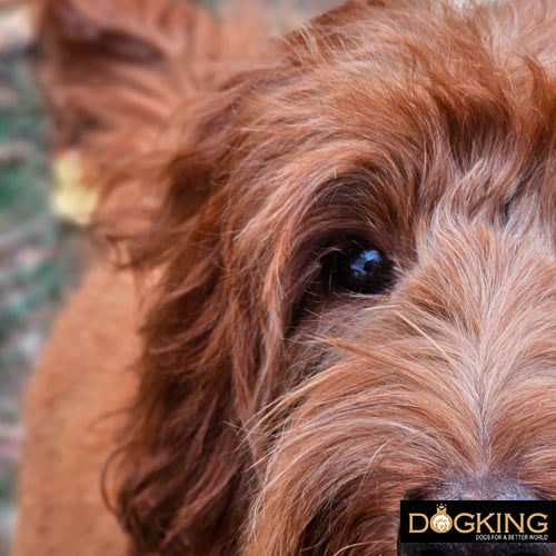 Irritated labradoodle's eye from blowing on it 