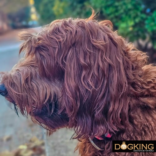 Labradoodle's ears 