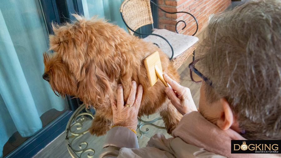 Older person combing her dog's hair 