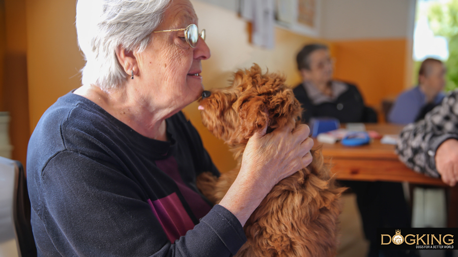 Australian Cobberdog puppy with grandmother
