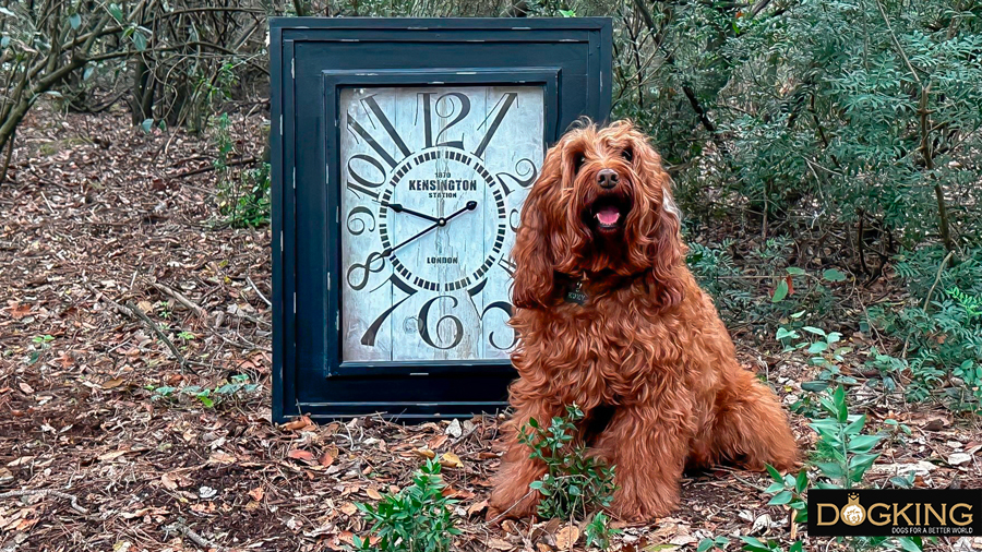 Dog in the forest with vintage clock