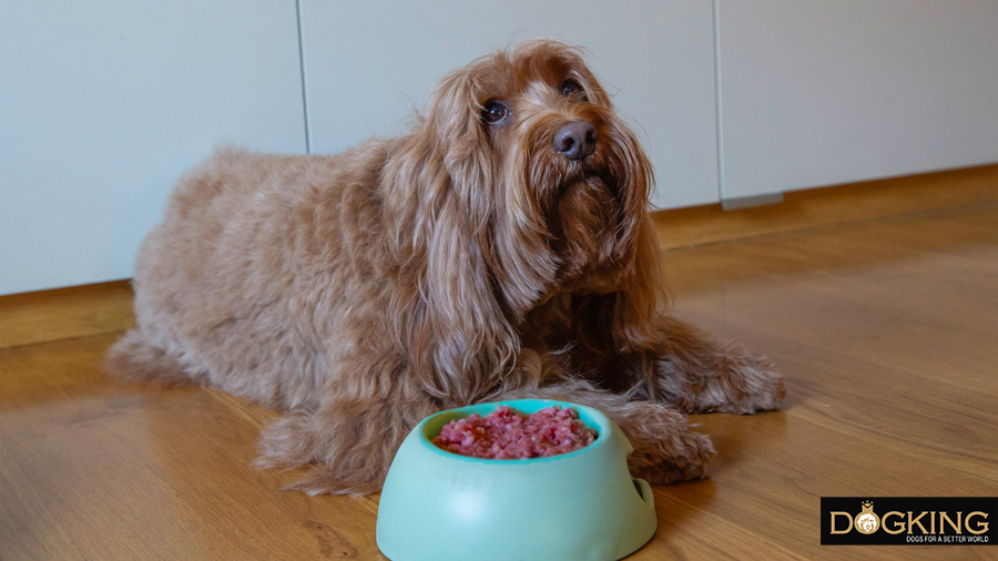 Dog that doesn't want to eat 