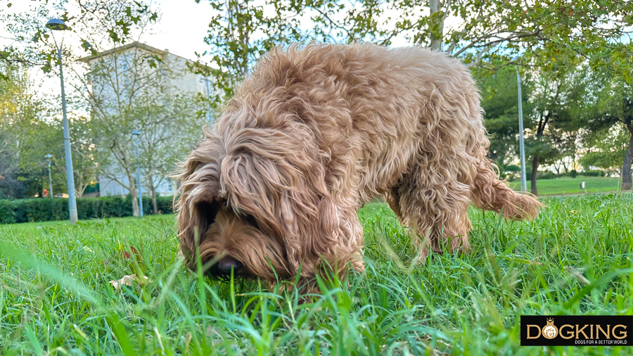 Dog sniffing the grass 
