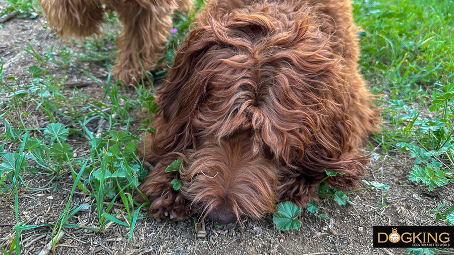 Perro cansado de oler demasiado