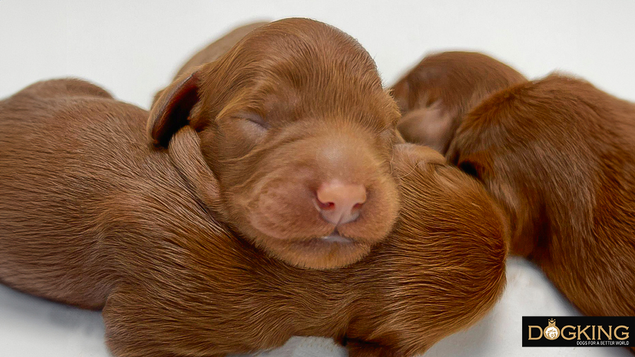 Newborn Australian Cobberdog snouts 