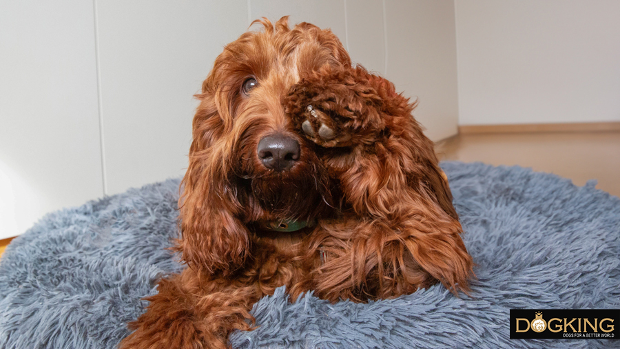 Dog holding its nose from sniffing perfume