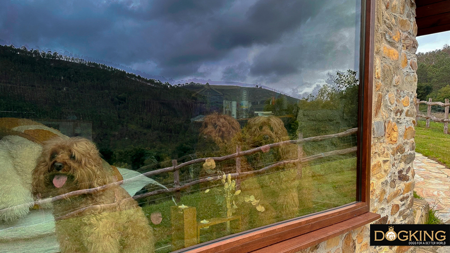 Dogs looking out of the window at the approaching storm 