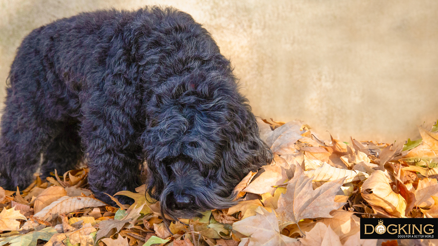 Old dog sniffing around