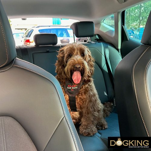 Dog very safe with his seatbelt