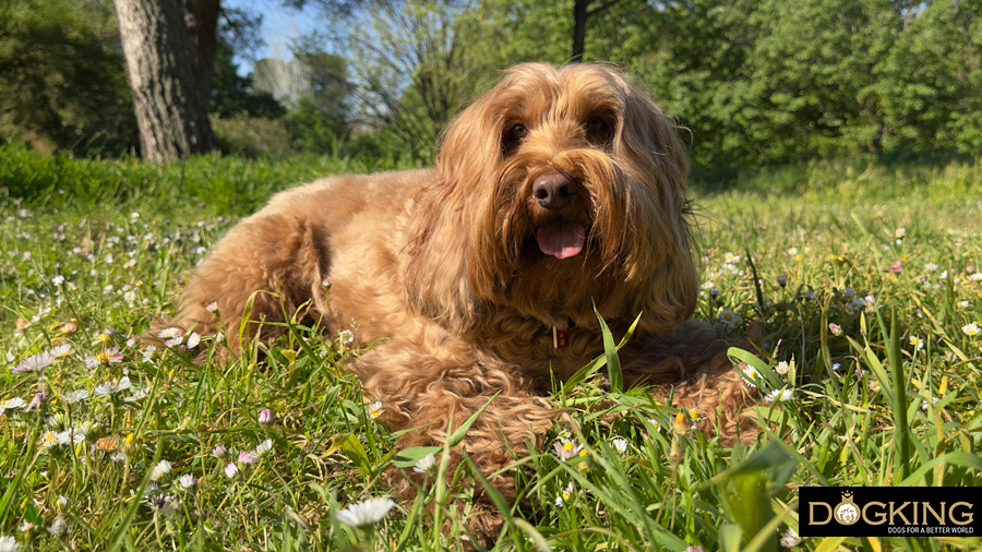 Dog with long haircut