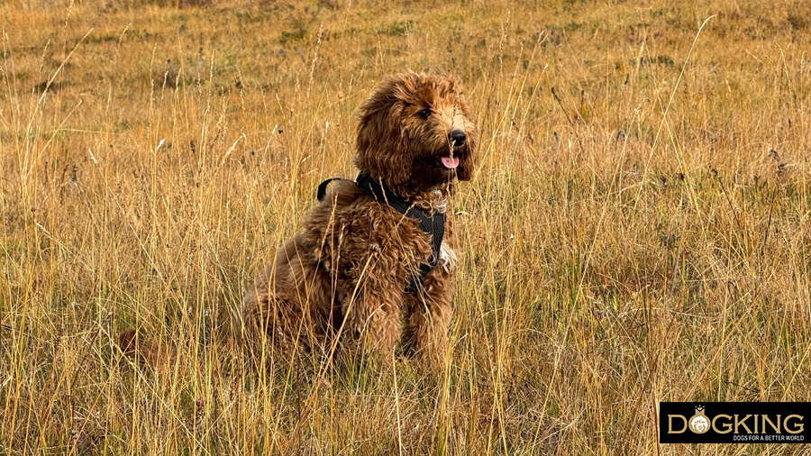 Dog in the mountains protected by its fur
