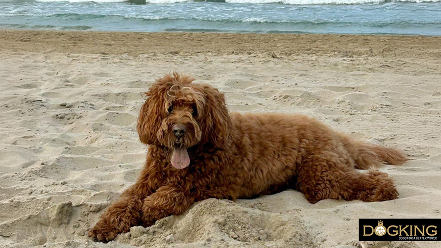 Dog on the beach protected from the sun