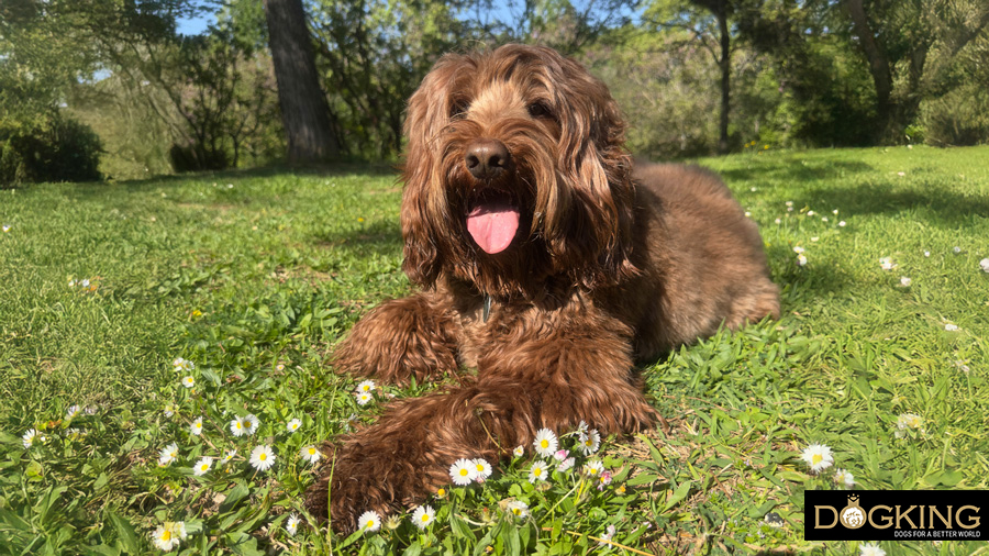 Australian Cobberdog with its haircut