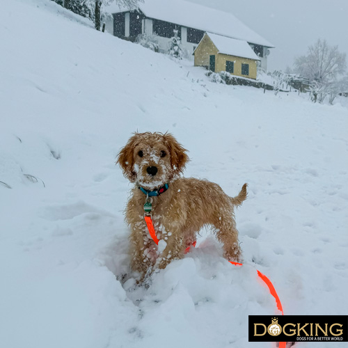 Perro en la nieve, con mucho frío