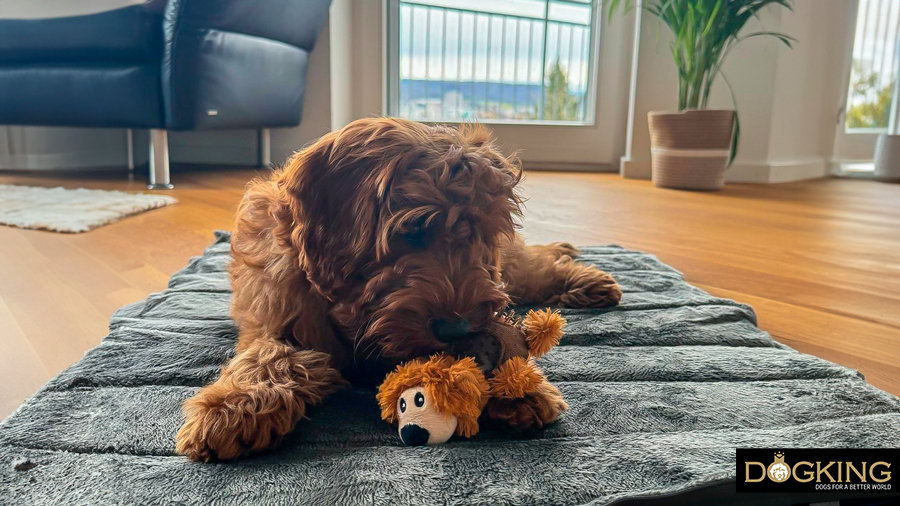 Cachorro muy cómodo con su juguete nuevo