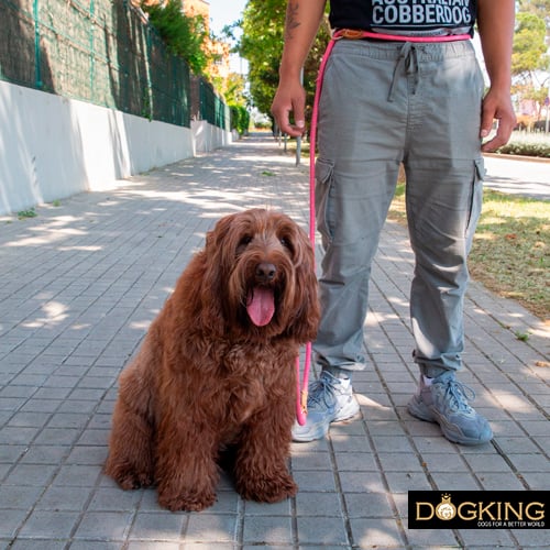 Laisse mains libres pour promener son chien