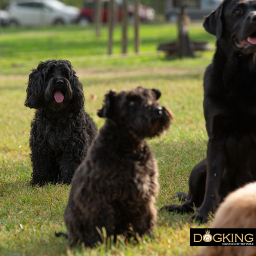 Cobberdog with different dog breeds