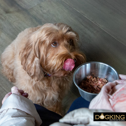 Dogs waiting for their food